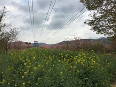-天适樱花悠乐园