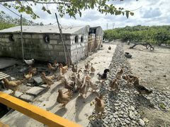 -樂桃源奉贤黄桃种植采摘基地