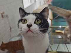 -喵屿·大理花园猫咖