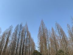 -东平国家森林公园