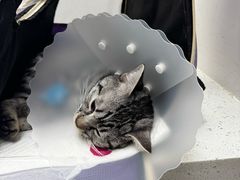 -纳吉亚猫专科动物诊疗中心(蒋宅口分院)