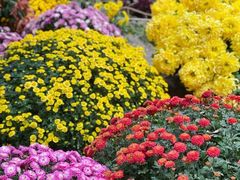 -杭州植物园