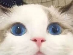 -瑞派宠物医院(搏威敦和院)