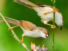 -梧桐山风景名胜区
