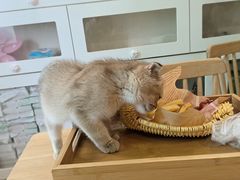 -楼上猫咖(罗湖店)