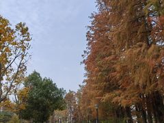 -金银湖国家城市湿地公园