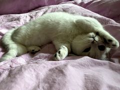 -宠爱国际动物医院·消化内科·心肾内科·ISFM猫友好(望京店)