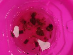 -重庆彩云湖湿地公园