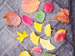 -大兴滨河森林公园