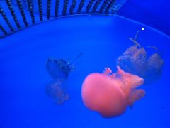 -左海海底世界