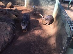 -费瑟代尔野生动物园