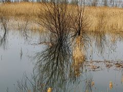-野鸭湖国家湿地公园