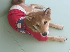 -怪兽屋·羊驼·猫咖·狗咖(俊华广场店)