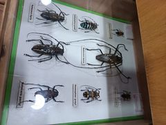 -上海昆虫博物馆