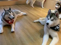 -Husky Go! 哈士奇体验馆·宠物咖啡厅狗咖