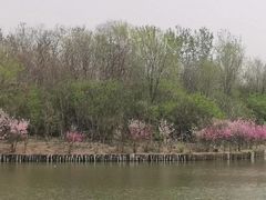 -塘沽森林公园