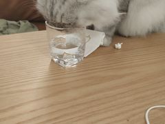 -猫友咖啡店(玉林西路店)