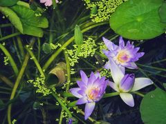 -国家植物园南园