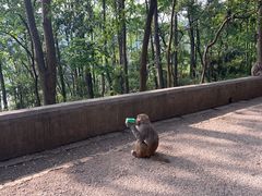 -黔灵山公园