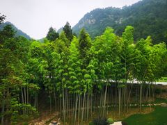 -妙道山国家森林公园