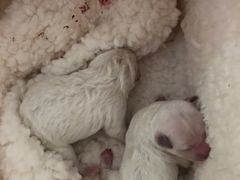 -爱宠屋pet shop·宠物洗澡·宠物美容