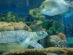 -上海海洋水族馆