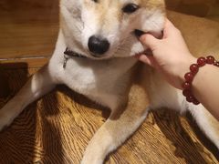 -柴务处·柴犬主题狗咖