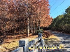 -上海海湾国家森林公园