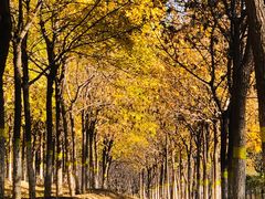 -永定河休闲森林公园