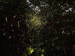 -青山公园萤火虫科普展