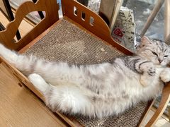 -猫咪派对(江南西店)