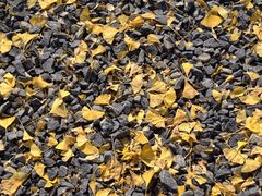 -千年银杏谷文化旅游区