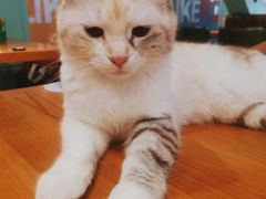 -猫小院猫主题餐厅(三里屯店)