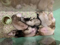 -藦茜花园宠物主题亲子互动体验馆(国顺东路店)