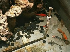 -渝大狮毛肚老火锅(遂宁万达店)