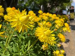 -崇圣寺三塔文化旅游区