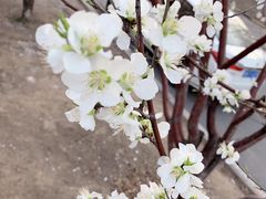 -天津东丽湖风景区