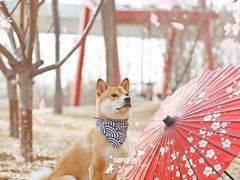 -超宠爱宠物摄影-Super pet