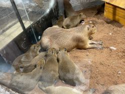 -Zoolung Zoolung动物主题公园(海信广场店)