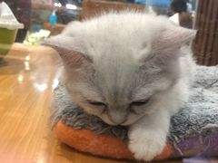 -龟与熊猫宠物公园(南坪店)