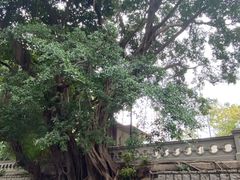 -香港佐治五世纪念公园