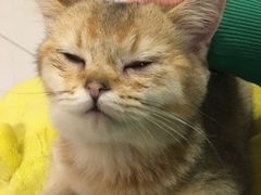 -三花喵·撸猫购宠·宠物生活馆(虹桥南丰城店)