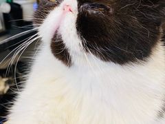 -平行世界·猫咖(首经贸店)