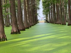 -渌洋湖湿地公园