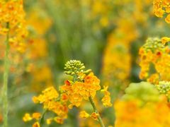 -中国天府农业博览园