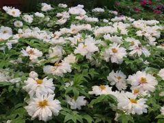 -神州牡丹园