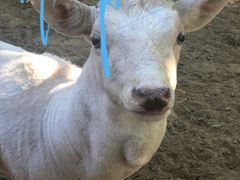 -石家庄市动物园