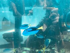 -悉尼海洋生物水族馆