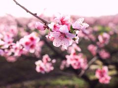 -南汇桃花村