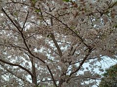-高东镇樱花园